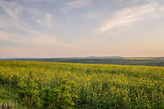 Expansive golden canola field under a serene sunset sky in Vaslui, Romania. Calm and natural beauty.